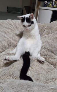 全力で脱力しているようなこもちゃん（提供：ちぼさん）