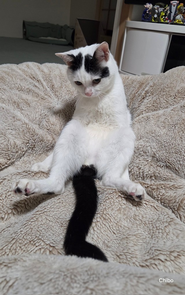 全力で脱力しているようなこもちゃん（提供：ちぼさん）