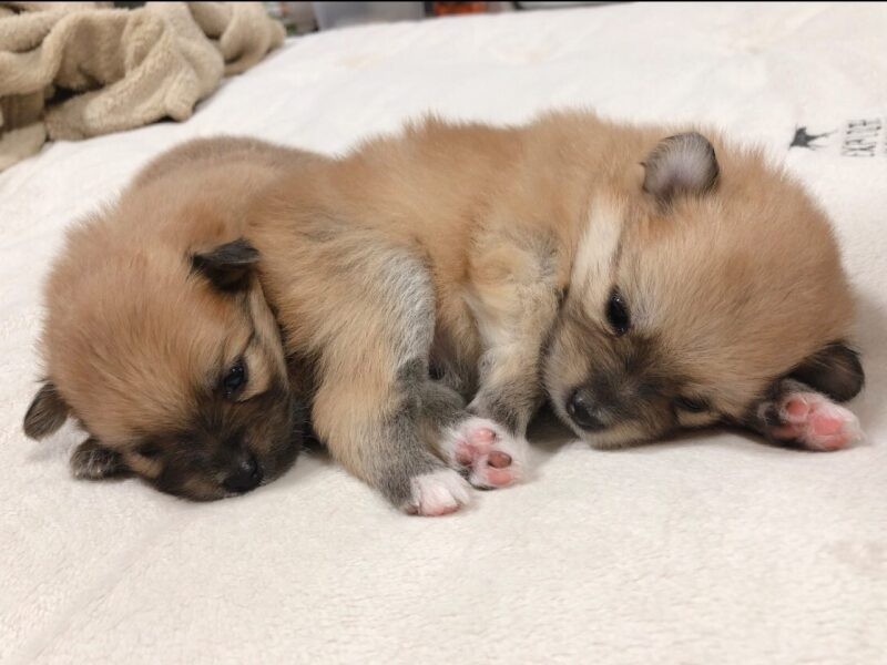 家にきたころの「ふー」

