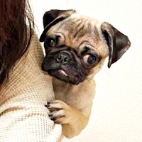 生後半年、チラ見する表情が愛らしいりりちゃん（画像提供：れれさん）