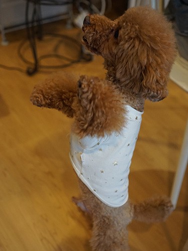 タッチ、そして回れるよ！「僕賢いでしょ」