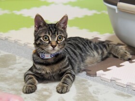 「生きたい！」「助けたい！」　2つのあきらめない心が瀕死の子猫に起こした奇跡