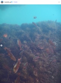 「【天皇陛下がご撮影になったお写真】令和7年8月 須崎御用邸（静岡県）でのお写真。三井浜の海のクロホシイシモチ」（宮内庁公式インスタグラムから）