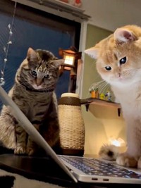 パソコンの動画を真剣に見つめる（左から）ムギちゃん、肉太郎くん（画像提供：肉太郎さん）