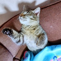 仰向けになってすやすやと眠るよもぎちゃん（画像提供：きのひとまるさん）