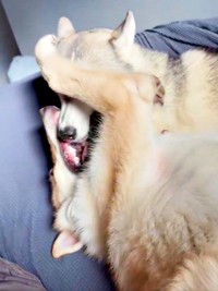 兄・グレイくん（上）の顔を前足で押さえる妹・ラルフちゃん（下）（画像提供：グレイ ラルフさん）