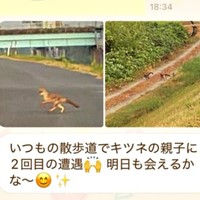 父から届いた「キツネ見た」というLINEに驚きの声続出（画像提供：よく騒ぐちゅなまぐろさん）