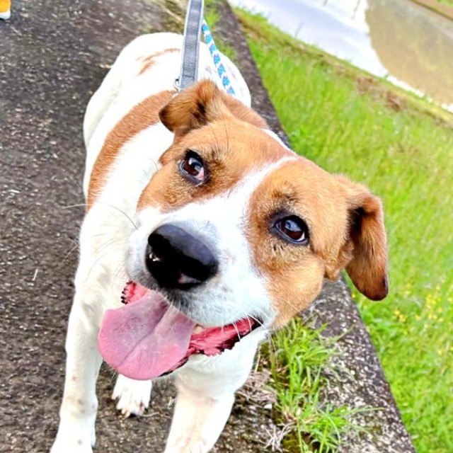 笑顔で散歩するパーティー信子ちゃん（画像提供：みのかささん）