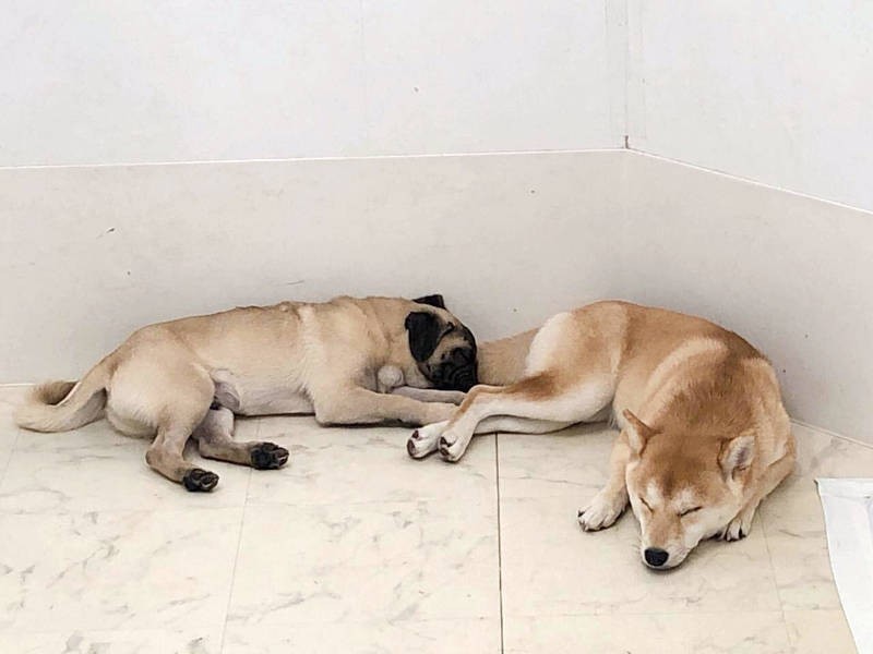 仲良くすやすや……（UG DOGS提供）