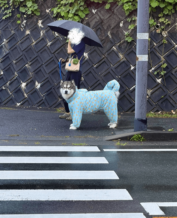 雨にも負けず、信号を守るキリッとした表情。この時点では、まだクールなアルくん（画像提供：アラスカンマラミュートのアルさん）