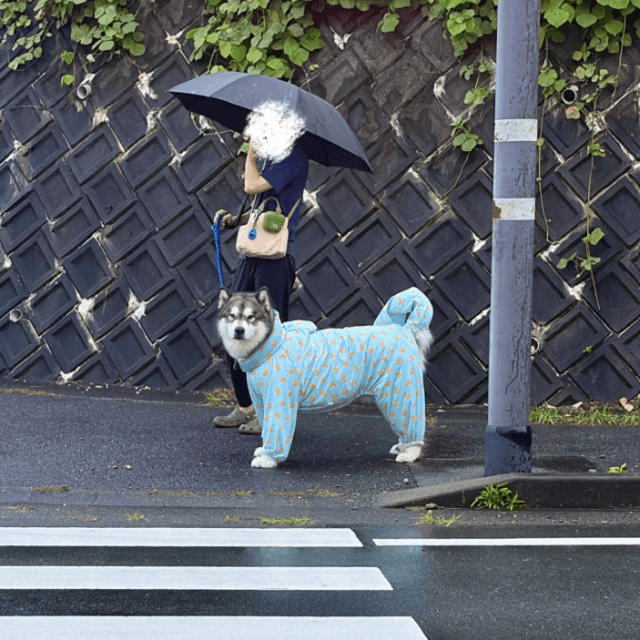 雨にも負けず、信号を守るキリッとした表情。この時点では、まだクールなアルくん（画像提供：アラスカンマラミュートのアルさん）