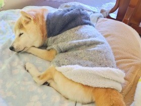 「大丈夫だよ」　外を怖がり震える後輩犬を励まし、リードした心優しい柴犬「うめこ」