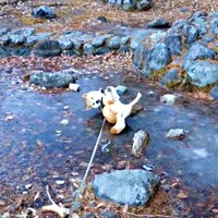 へそ天になって右へ左へ転がり、冷たさを堪能するコテツくん（画像提供：なにゃーさん）