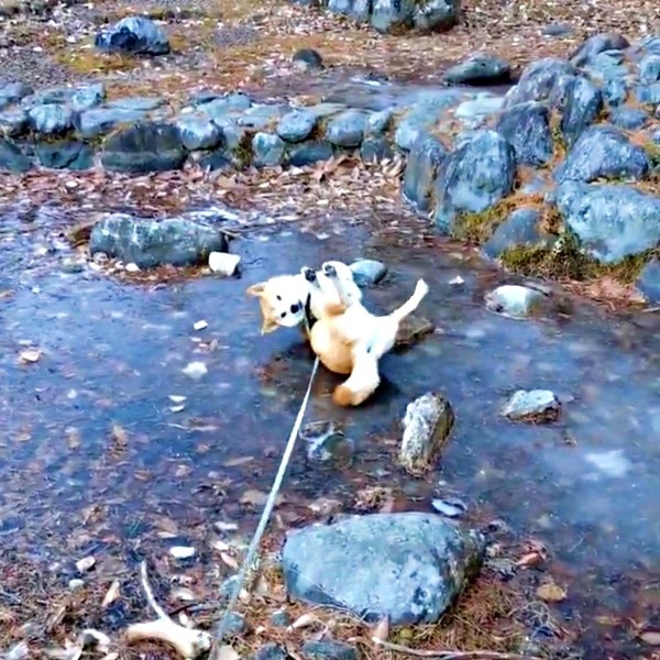 へそ天になって右へ左へ転がり、冷たさを堪能するコテツくん（画像提供：なにゃーさん）