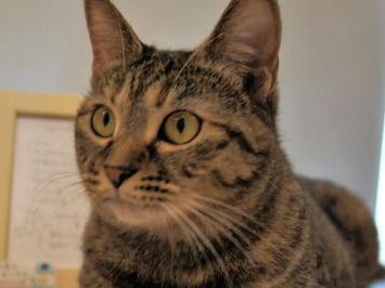 “最高の猫本屋”が選ぶおすすめ猫本　猫を通じて本を楽しむ