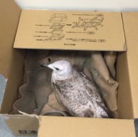 実際にタニシさんが保護したカモメ（タニシさん提供）