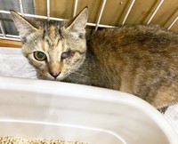 片目を怪我している1匹のみ治療を行い、他の2匹は里親募集を始めることに