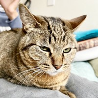 飼い主さんの次男の膝上でくつろぐ楓ちゃん（画像提供：ねここさん）