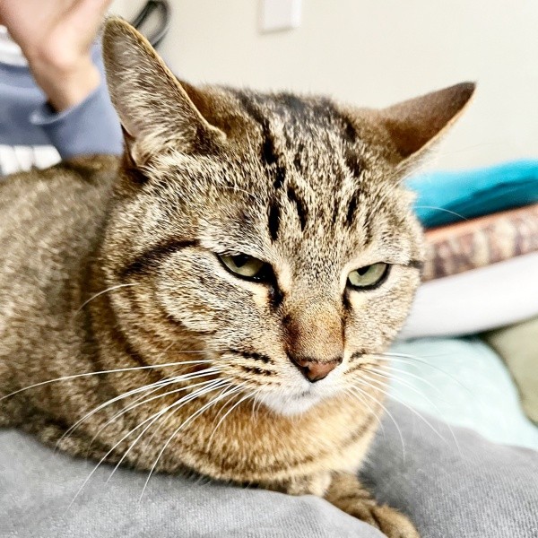 飼い主さんの次男の膝上でくつろぐ楓ちゃん（画像提供：ねここさん）