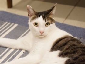 お手本は四季「キャッツ」　夫婦がビビリ猫に受け入れられるまで