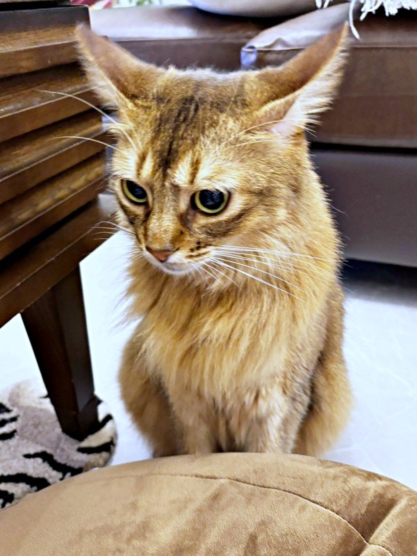 「なぜおやつくれない…」イカ耳発動したコン太くん（画像提供：とりねゆこさん）