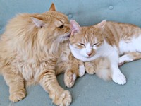 先住猫・パンちゃんに毛づくろいされるキナコくん（画像提供：mmmさん）