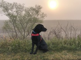 朝もやの中をお散歩中　ラブラドール「備後」は誰からも褒められる愛されキャラ