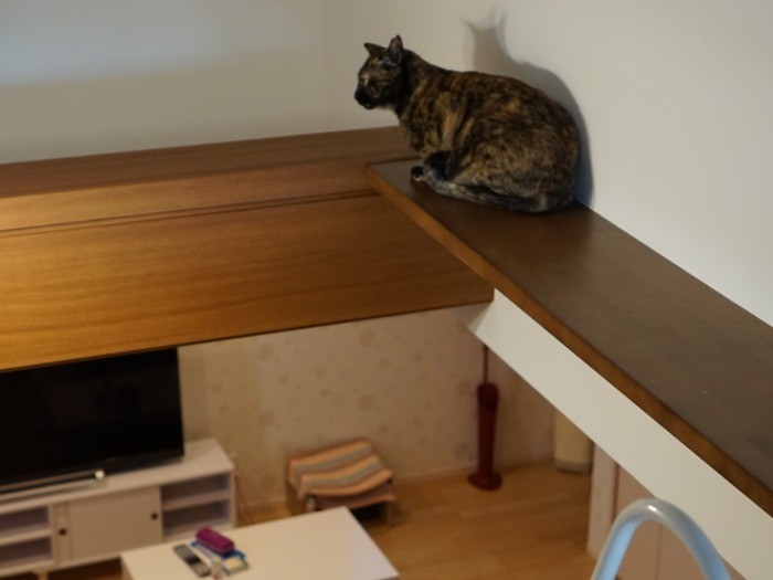 ふきぬけの空間もあますところなく猫ウォークに
