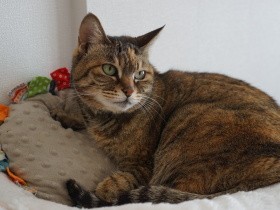 飼い主と死別し路上に放りだされた猫　新しい家でお姫様になる