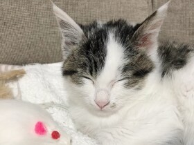 外猫の段ボールハウスになぜか子猫　家猫になり、人が大好きに