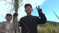 田植えから４か月　小学生が育った稲を収穫　香川・小豆島