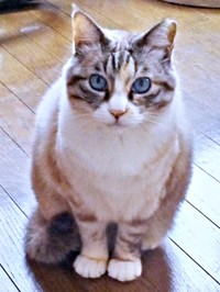 2025年6月4日、うちの子記念日を迎えたテトちゃん（画像提供：テトにゃんさん）