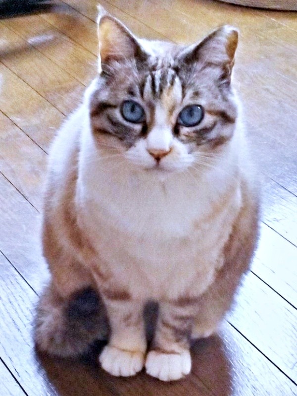 2025年6月4日、うちの子記念日を迎えたテトちゃん（画像提供：テトにゃんさん）