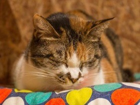 保護猫に出会えるゲストハウス　世界の猫好きがやって来る