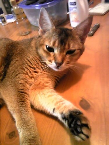 コギャル、台風娘、いろんなあだ名で呼ばれていたディーナさん。ビビリんぼの怒りんぼでした