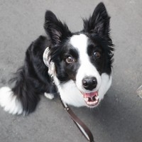 散歩中、笑みを浮かべながら飼い主さんを見上げるエマちゃん（画像提供：エマ:Emmaさん）