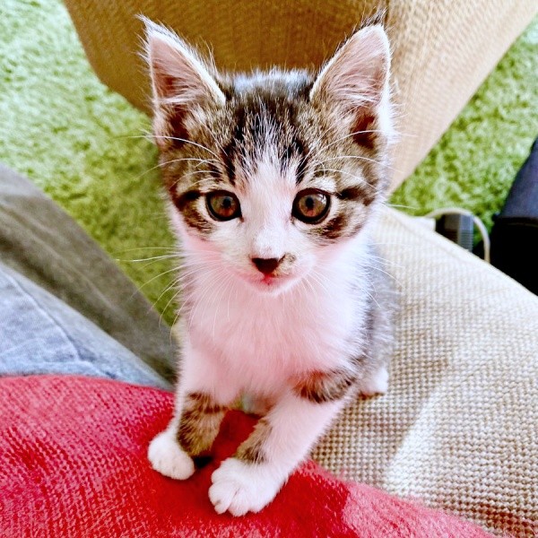 「うちの子として迎えます」すっかり慣れたナナくん（画像提供：カカオとナナと飼い主ネモさん）