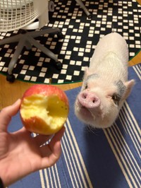 「りんご泥棒、つきみ」（提供：MicroPig_Tukimi@JAPANさん）