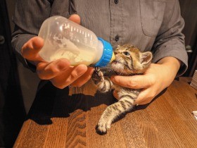 小さなお店にやって来た、小さな子猫　「みんなメロメロ」