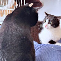 先住猫・こばんくん諸対面を果たしたこねぎくん（画像提供：ともさん）