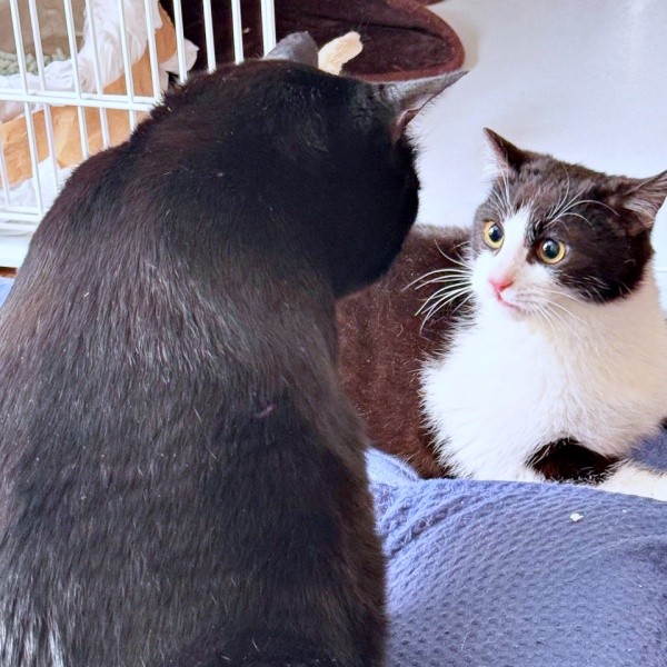 先住猫・こばんくん諸対面を果たしたこねぎくん（画像提供：ともさん）