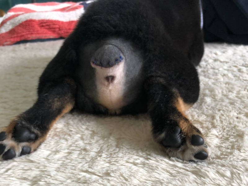 断尾手術後の様子。傷痕が痛々しい……（お母さん提供）