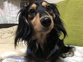 歌舞伎顔のダックス「マイケル．ジュニア」、あだ名は蟹蔵