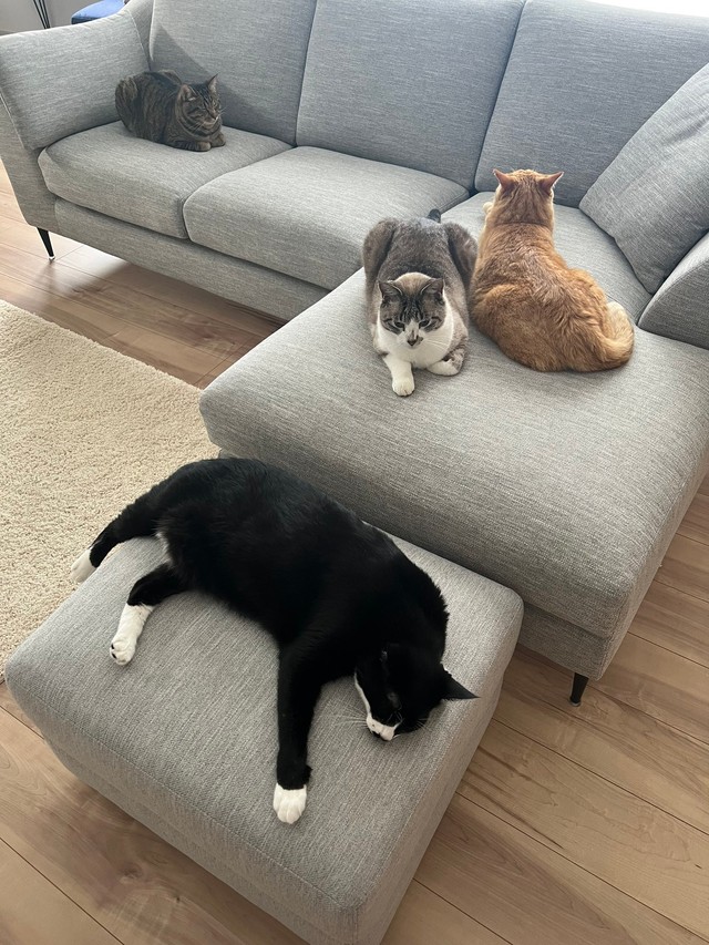 全員でソファの上でくつろぎ中～（画像提供：そら@ネコ垢さん）