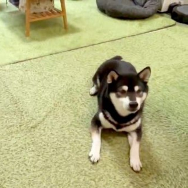 伏せをする（左から）伊織くん、信濃くん（画像提供：まさかずさん）
