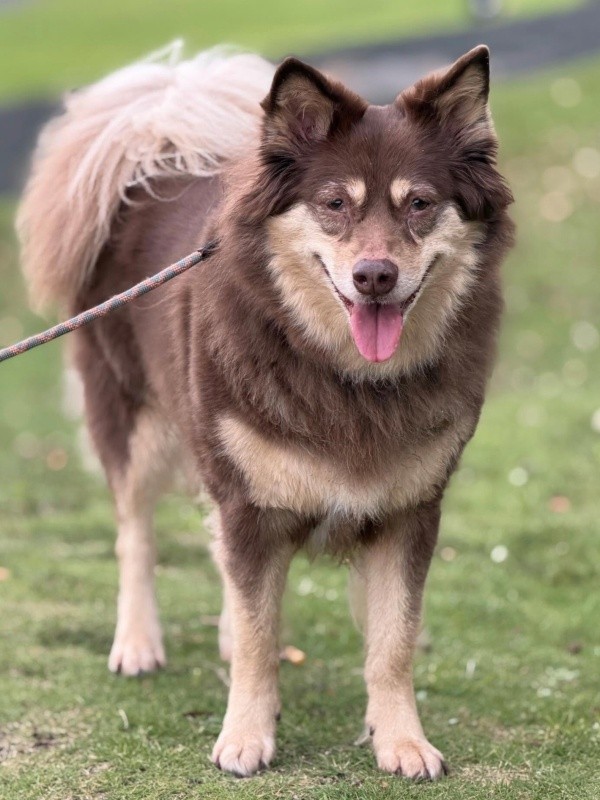 9歳を迎えた神楽ちゃん（画像提供：kaguramama_makiさん）