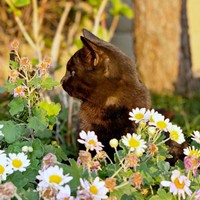 野良猫時代、花々の向こうに佇むクロちゃん（画像提供：ぺぺ太さん）