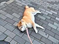 「帰りません」 交番のあと、帰宅拒否！ ゴロンと寝そべる、あんずちゃん（画像提供：すづきさん）