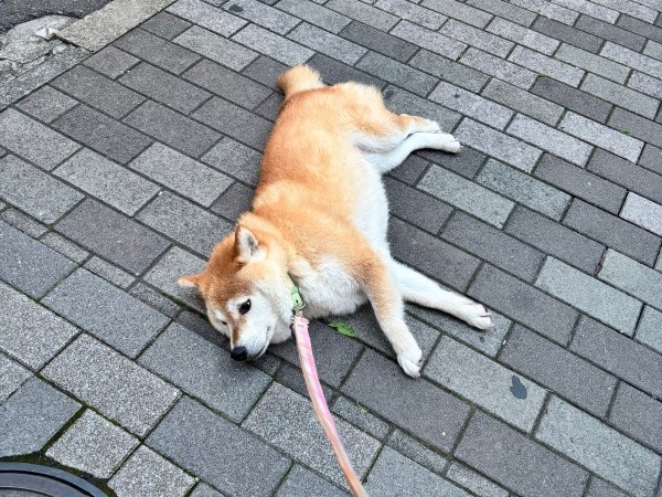 「帰りません」 交番のあと、帰宅拒否！ ゴロンと寝そべる、あんずちゃん（画像提供：すづきさん）
