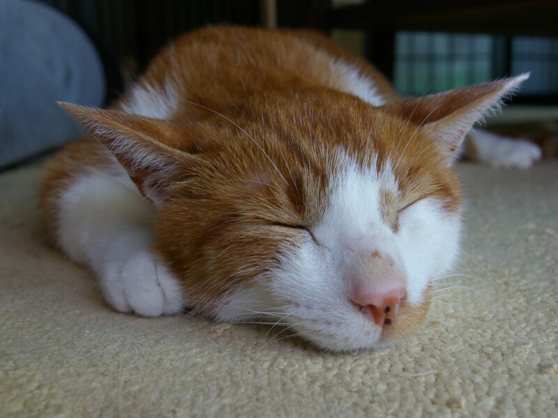 家で安心して眠る在りし日の大吉くん。事故による障害で猫同士のコミュニケーションは簡単でなかったけど、はるまきくんすんなり受け入れたそう。毛柄が似ていますね（明日香さん提供）